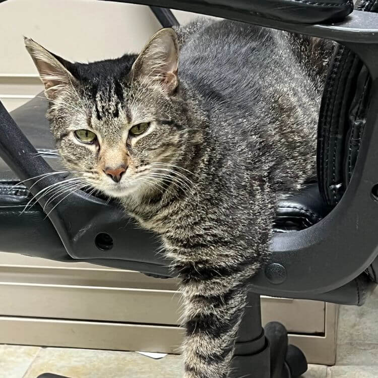 Bullet the Clinic Cat