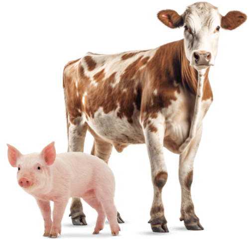 A brown and white cow stands beside a pink piglet