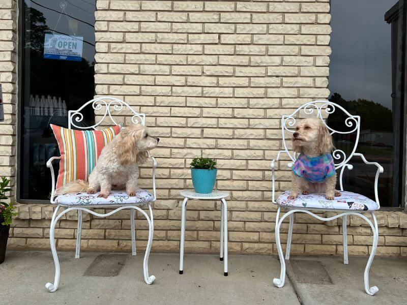 Two dogs sitting on iron chairs