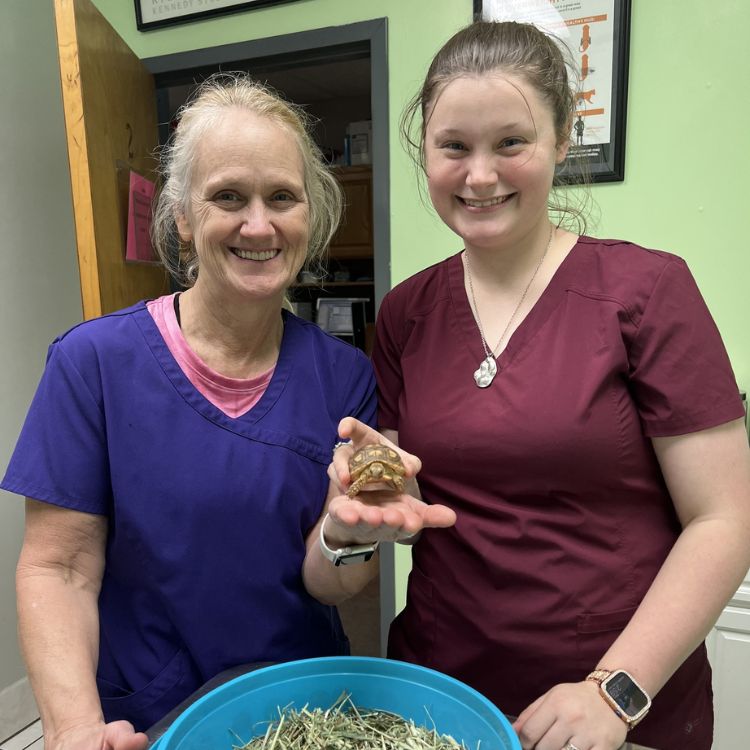 Vet Staff holding tortoise