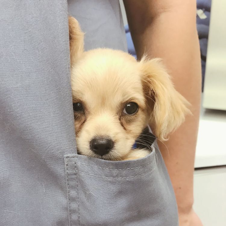 a puppy in a pocket