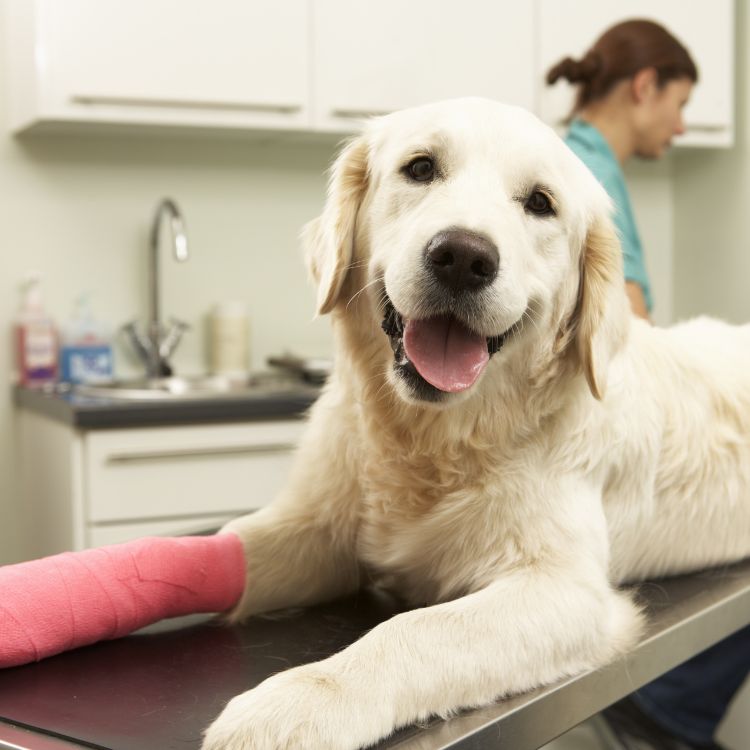 A dog with a cast on its leg sitting in a vet's office