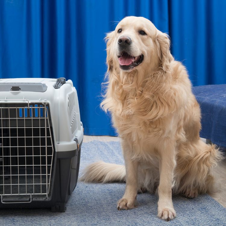 a dog sitting next to a cage