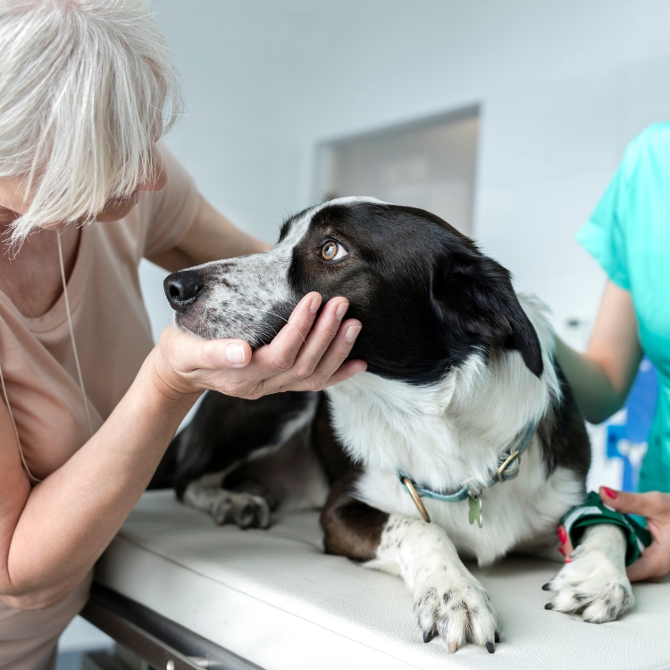 A woman gently pets a fluffy dog