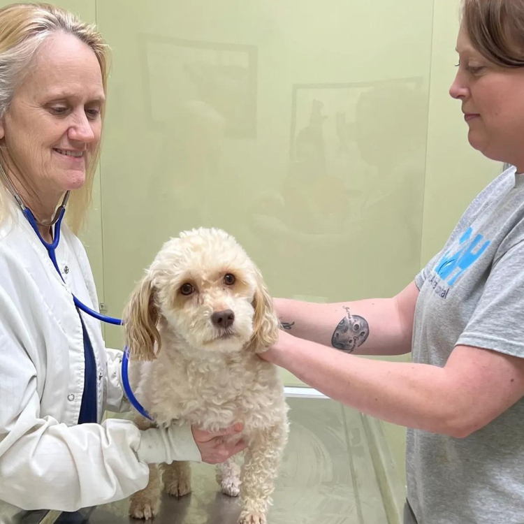 Woman holding a dog as another woman inspects it closely