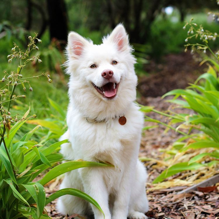 a white dog is sitting in the grass