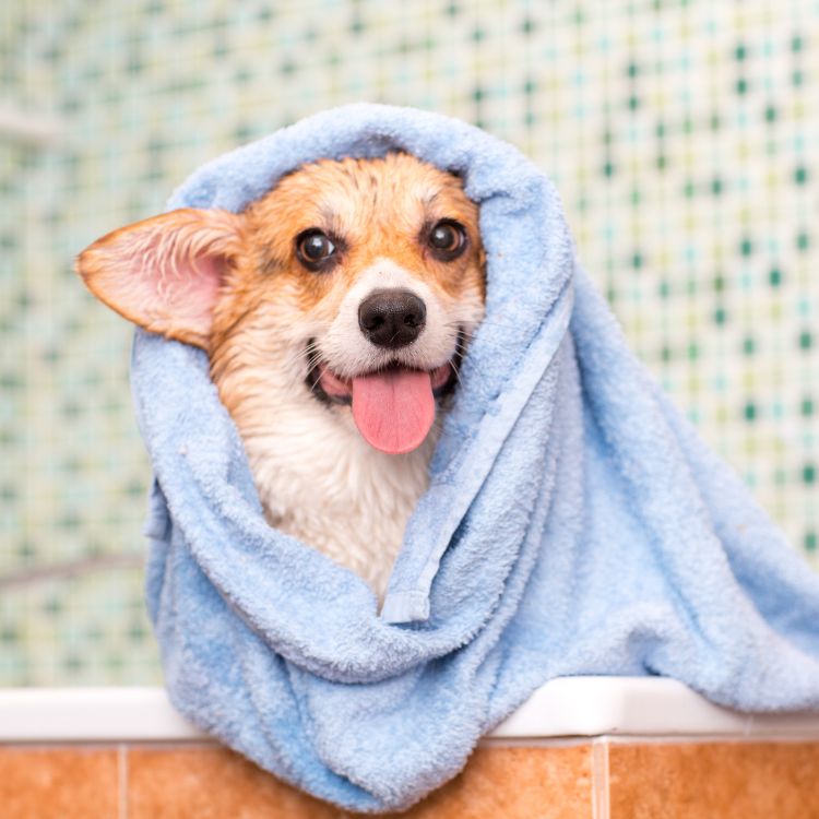 a small dog wrapped in a blue towel