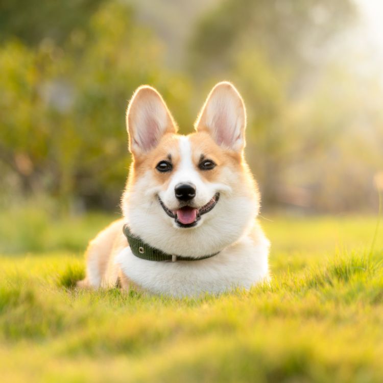 a dog lying in the grass with its tongue out