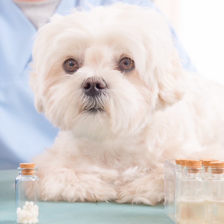 A dog sitting on a table next to a bottle of pills