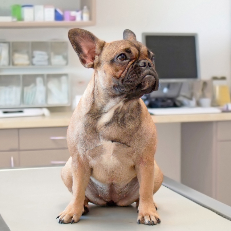 A dog sitting on a table in a vet clinic