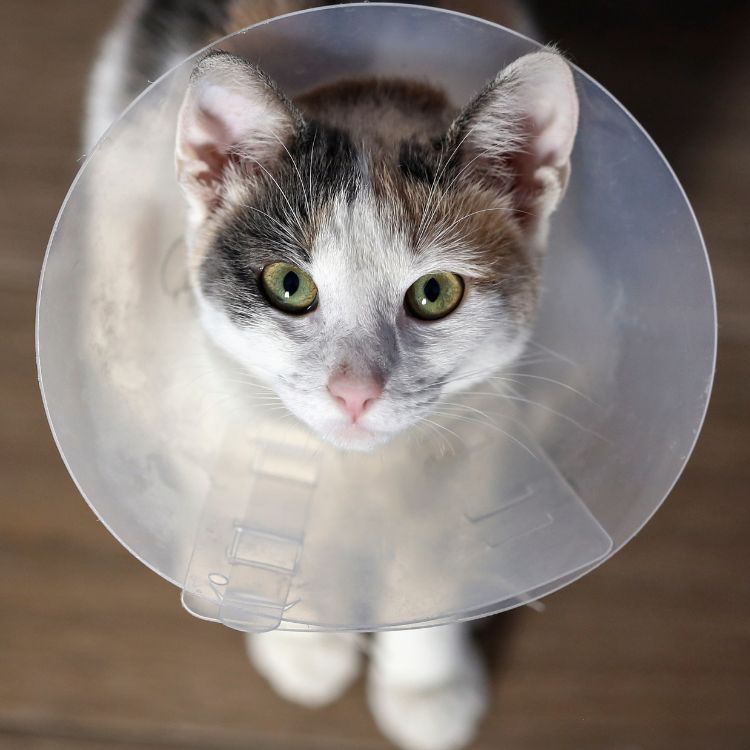 a cat with a cone on its head