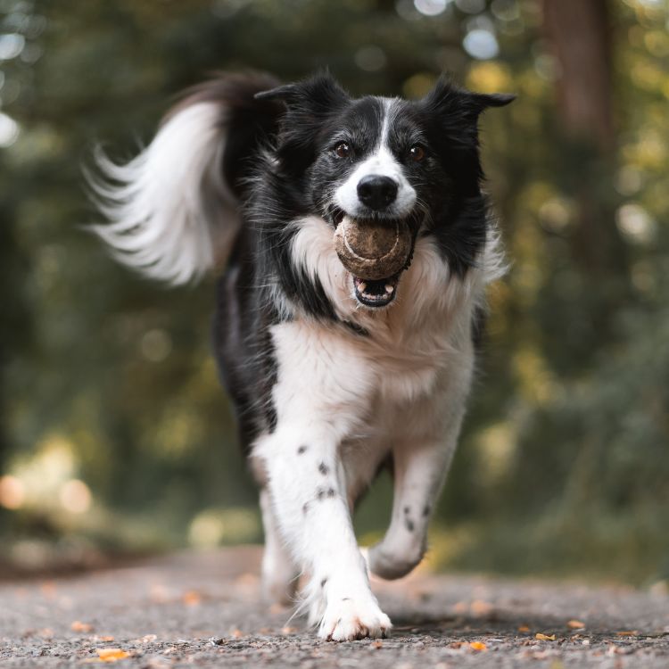 a dog running with a ball in its mouth