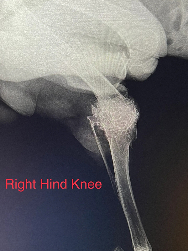 Right Hand Knee X-ray