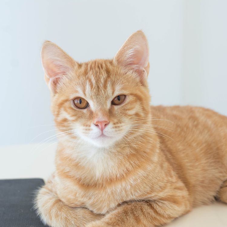 a cat lying on a table