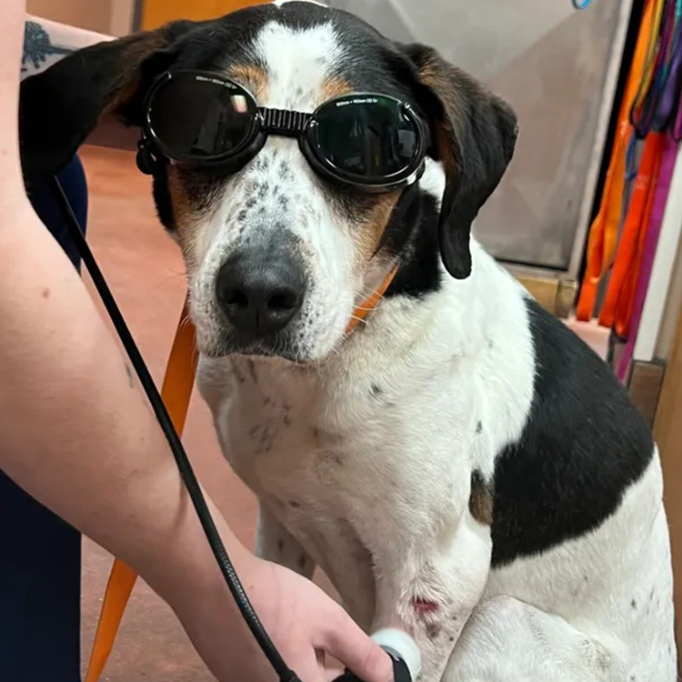 a dog wearing sunglasses and a leash getting examined by a vet