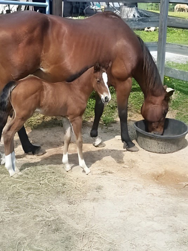 a horse and its young grazing from a trough