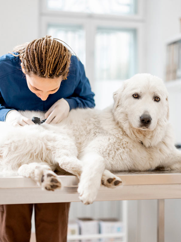 a vet carefully inspects a big white dog