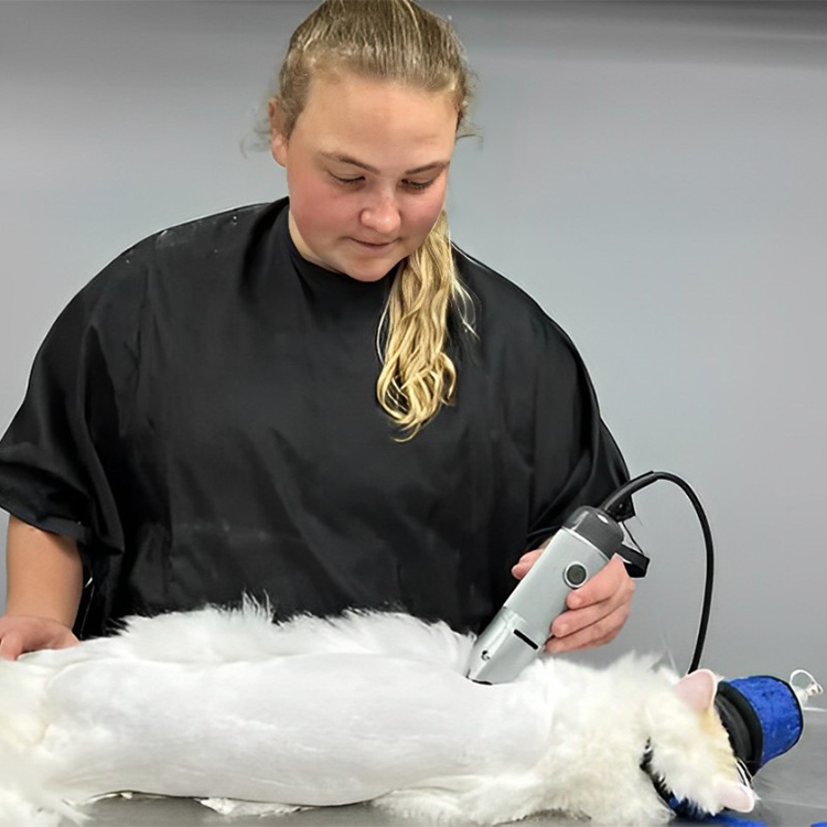 a vet carefully trims the fur of a white dog 