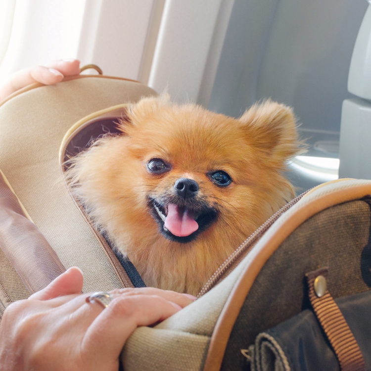 An adorable dog is comfortably sitting in a bag