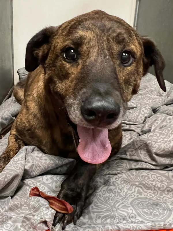 An adorable dog resting on a bed