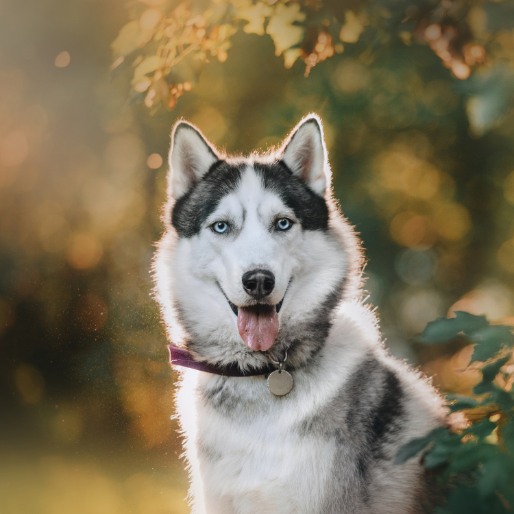 A husky dog sitting under the sun, tongue hanging out