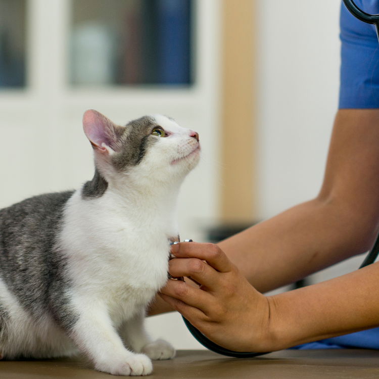 A cat being examined by a vet in a clinic