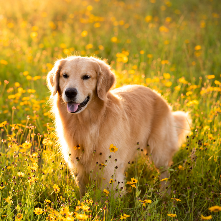 A golden retriever happily playing in a field