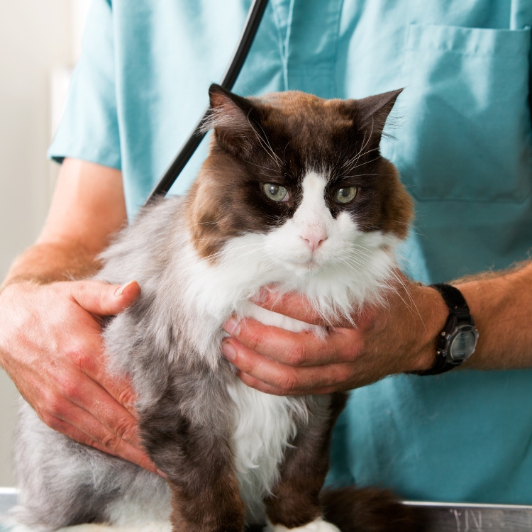 A cat is being held by a person