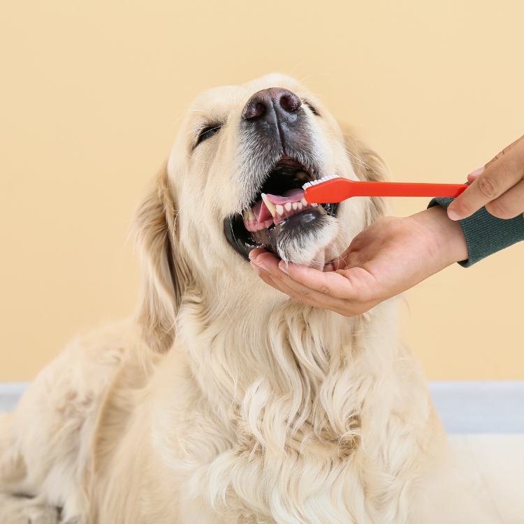 A person brushing a dog's teeth with a toothbrush