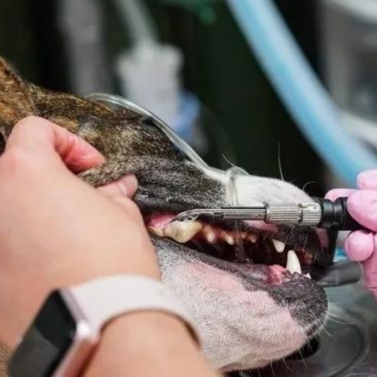 A dog getting a dental check-up