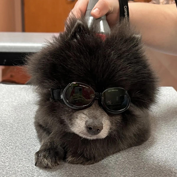 A person is giving laser therapy to a dog