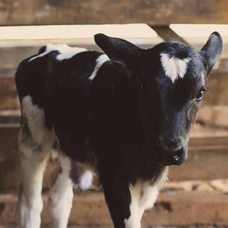 Black and White Calf