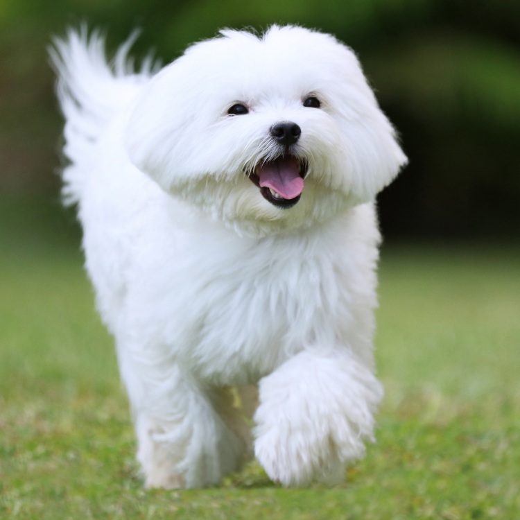 A white dog happily running on green grass