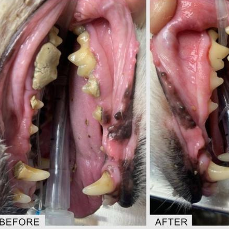 Before and after images of a dogs teeth