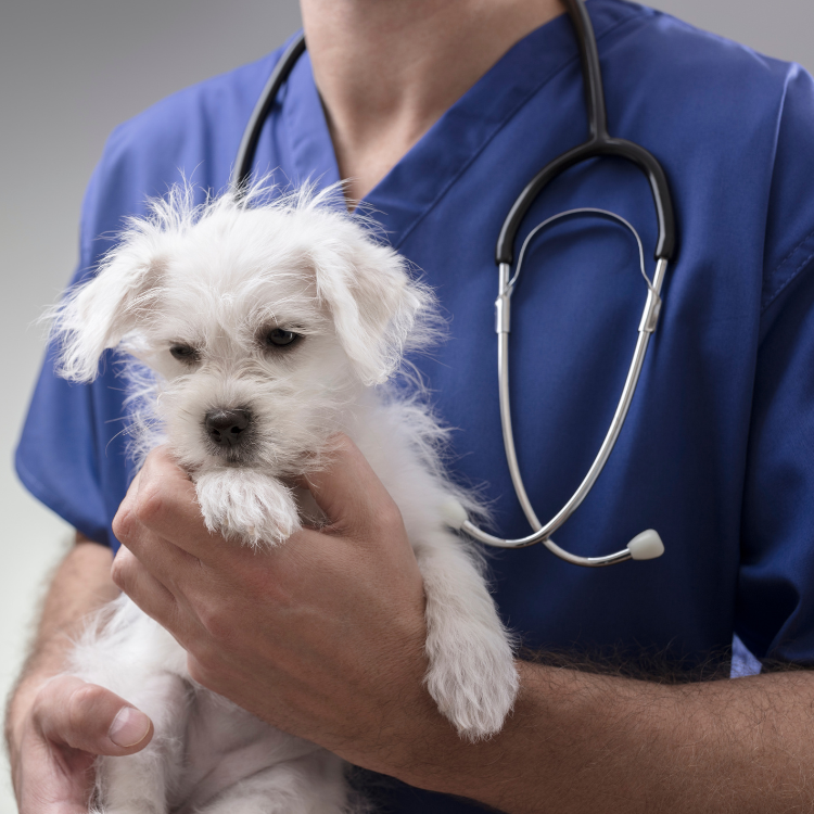 Vet holding a white dog