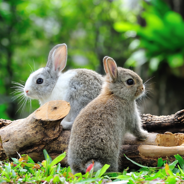 Two rabbits sitting on a log in the grass