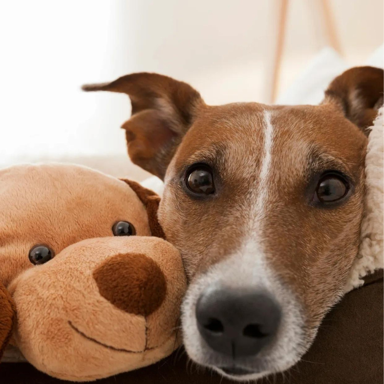 A cute dog and a teddy bear resting together on a bed