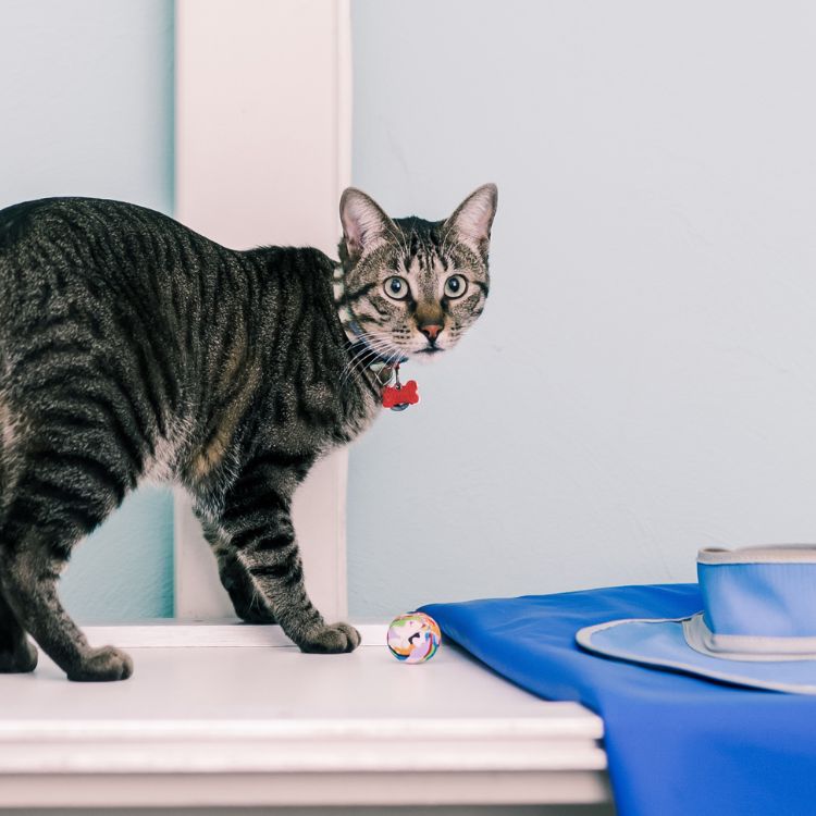 cat standing on radiograph machine