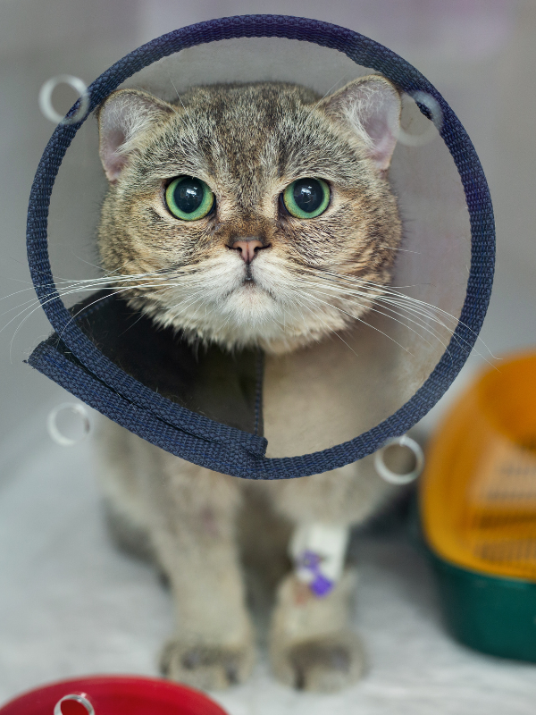 cat wearing surgery cone