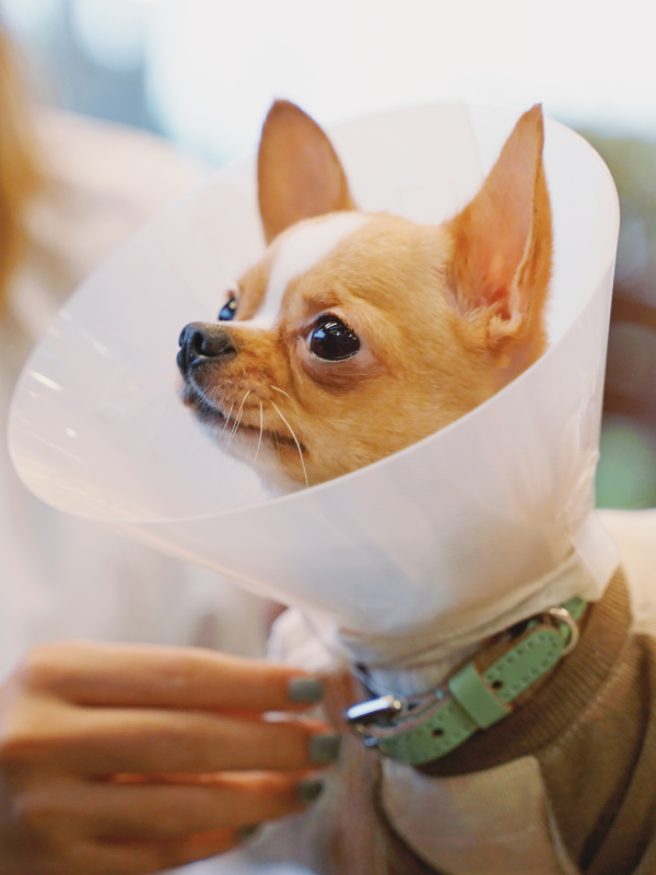 dog wearing a cone after surgery